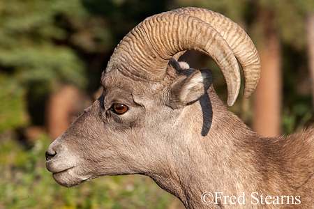 Yellowstone National Park Big Horn Ram